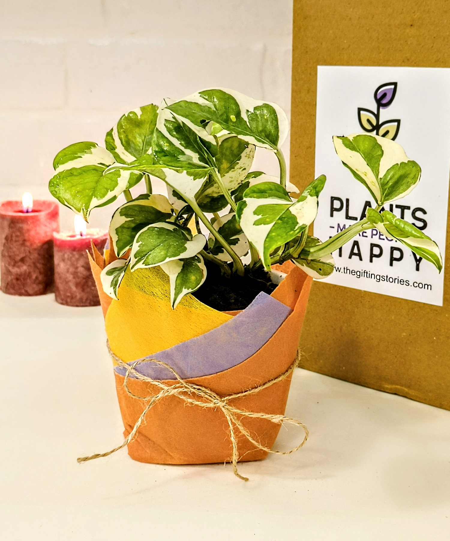 Buy Now Buy Corporate Gift Online - Money Plant (Live Plant)Indoor Oxygen &  Air Purifier Plant with Pot ST1 and Decotative Materials Laxmi ATM Card -  Visit now for best prices and